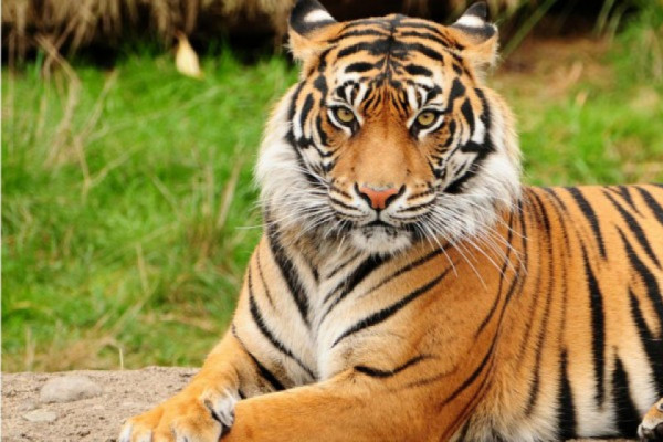 चितवन र पर्सा राष्ट्रिय निकुञ्जमा बाघ गणना : एकभाग बाँकी